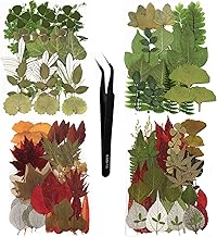 129 Stück Getrocknete Blätter Trockenblumen Grün Natürlich Gepresste Blätter für DIY Kerzen…