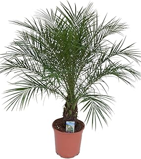 Phoenix Roebelenii Palme – ca. 110 cm Höhe, Zimmer- & Gartenpflanze – Pflegeleichte Zwerg-Da…