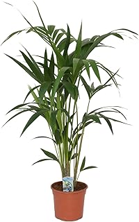 Kentia Palme (Howea forsteriana) 100-120 cm – Robuste Zimmerpflanze für Innenräume – Pflegeleic…