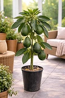 Avocado-Baum „Bacon“ im Topf 120–160 cm | Kräftige Avocadopflanze im Kübel, Obstbaum für…