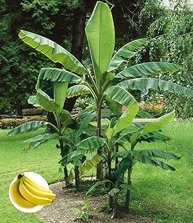 BALDUR Garten 1x Winterharte Banane ‚grün‘, Pflanze im 12 cm-Topf, Faserbanane Bananenbaum Musa …
