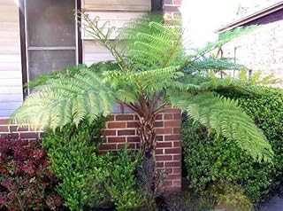 Cyathea australis Baumfarn ca. 40 cm – Australischer Baumfarn im Topf – Schnellwüchsiger, ex…