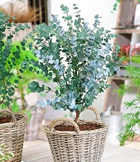 BALDUR Garten 1x Winterharter Eukalyptus Azura® im XXL-Topf, Pflanze im 15 cm-Topf, Eucalyptus g…