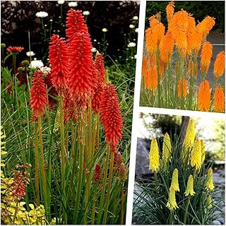 Stauden Gänge 3 x Kniphofia Kollektion (Winterhart/Staude/Dauerblüher/Bienenfreundlich/Mehrjäh…