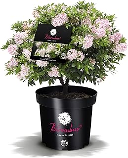!!WELTNEUHEIT!! Bloombux® – flower & form by INKARHO® 25-30 cm breit im 2 Liter Pflanzcontainer