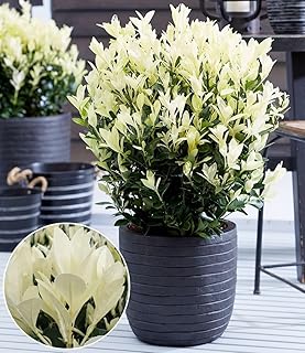 BALDUR Garten 1x Euonymus ‚Himalaya‘, Pflanze im 2 Liter-Topf, weißer Neuaustrieb, immergrün, w…
