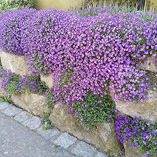 Blaukissen Samen 500 Stück, lat. Aubrieta mehrjähriger & winterharter Bodendecker für den Stei…